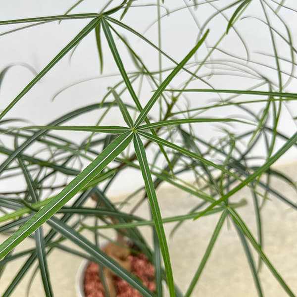 ブラキキトン(ボトルツリー):ルペストリス 7号25-04