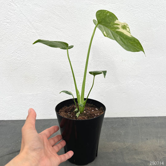 園芸ネット本店｜モンステラ：タイコンステレーション（散斑）4号