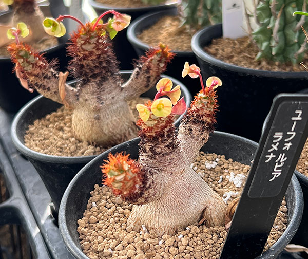 【希少】ユーフォルビア　ラメナ 園芸ネット本店｜[ザ・ファームセレクト]ユーフォルビア・ラメナ 2.5号