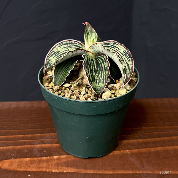サンセベリア:クレオパトラ 3号ポット