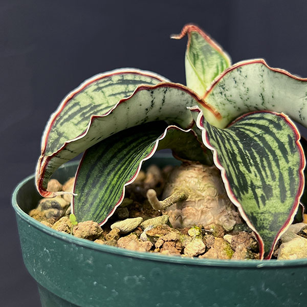 サンセベリア:クレオパトラ 3号ポット