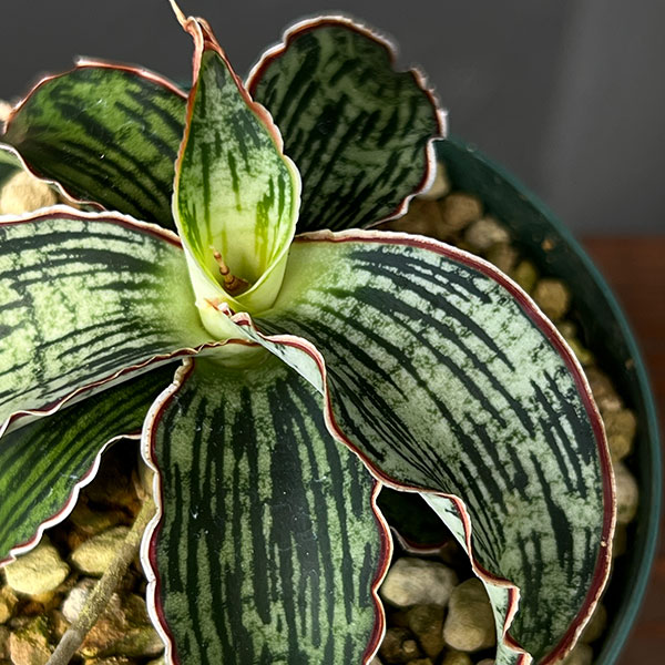 サンセベリア:クレオパトラ 3号ポット