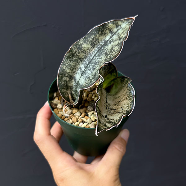 サンセベリア:キルキー コパトーン 3号ポット*