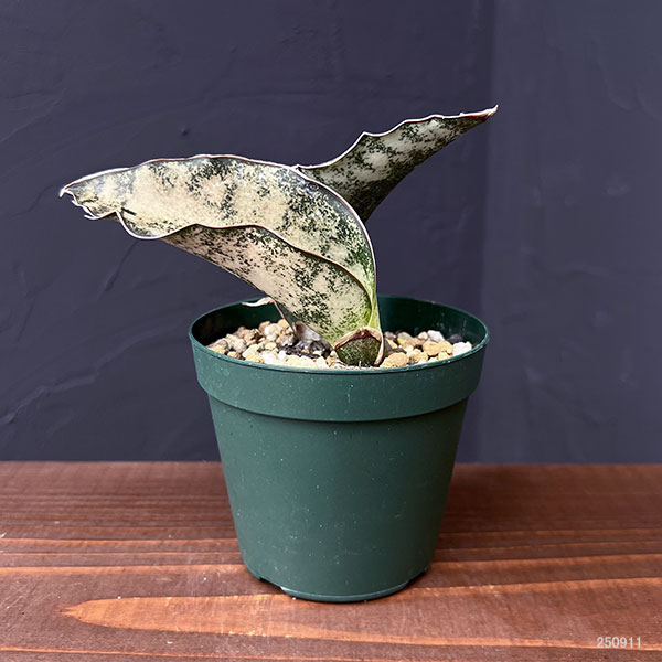 サンセベリア:キルキー コパトーン 3号ポット*