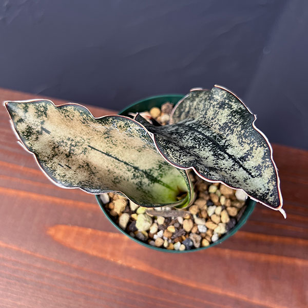 サンセベリア:キルキー コパトーン 3号ポット*