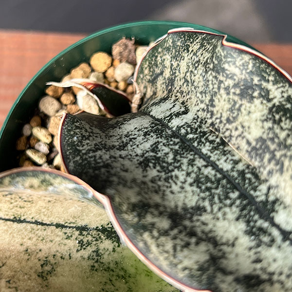 サンセベリア:キルキー コパトーン 3号ポット*