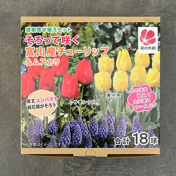 球根セット：富山産チューリップ「とやまレッド」「黄小町」と「ムスカリ」計18球入り