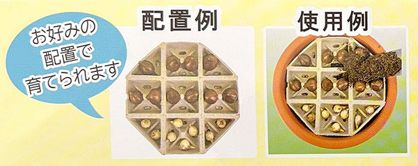 球根セット：いっせい開花！チューリップ10種とムスカリ8球セット（計18球）