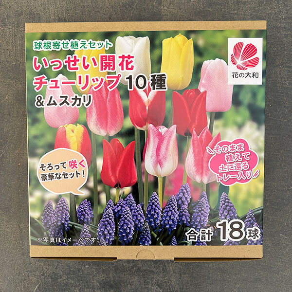 球根セット：いっせい開花！チューリップ10種とムスカリ8球セット（計18球）