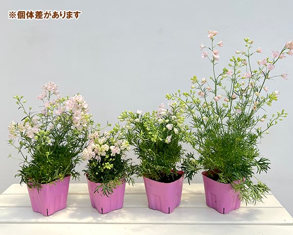 デルフィニウム デルフィニウム：さくらひめ4号ポット の通販 | 園芸ネット