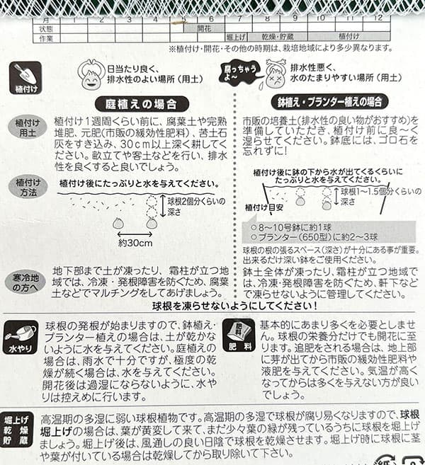 アリウム:ピンボールウィザード 1球入り