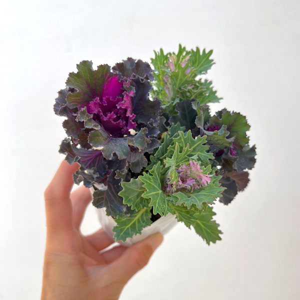 ハボタン:ラッフルレッド&フェザーホワイト4本仕立て3号ポット