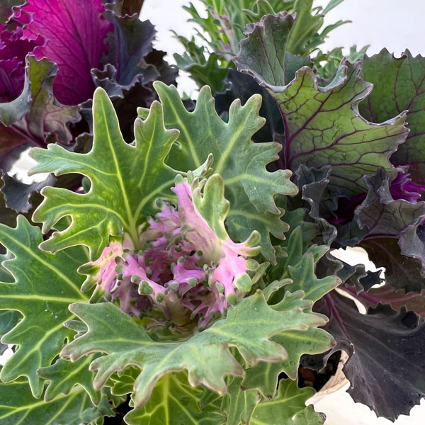 ハボタン:ラッフルレッド&フェザーホワイト4本仕立て3号ポット