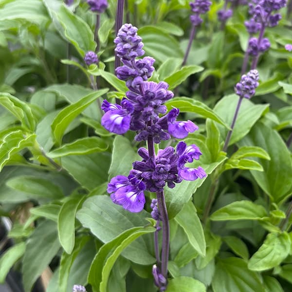 サルビア:ファリナセア エボリューションバイオレット(ブルー)3.5号ポット 6株セット