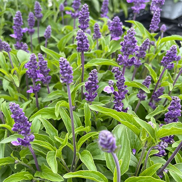 サルビア:ファリナセア エボリューションバイオレット(ブルー)3.5号ポット 6株セット