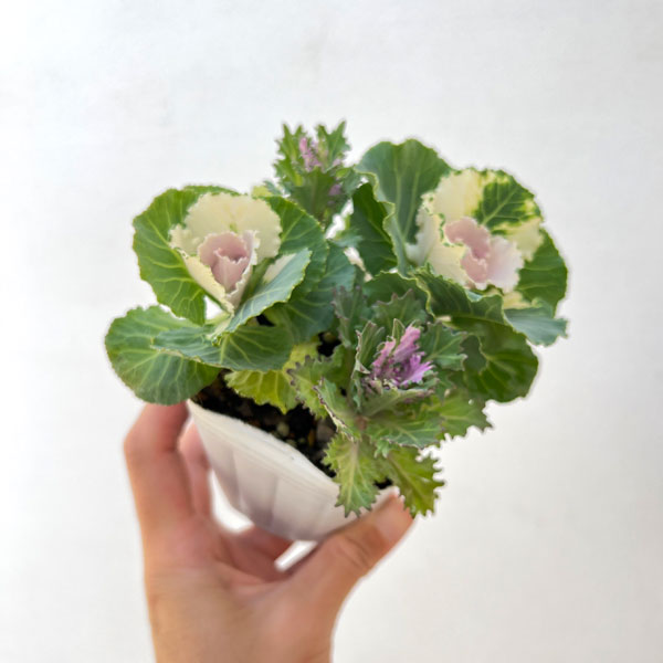 ハボタン:ラッフルバニラ&フェザーホワイト4本仕立て3号ポット