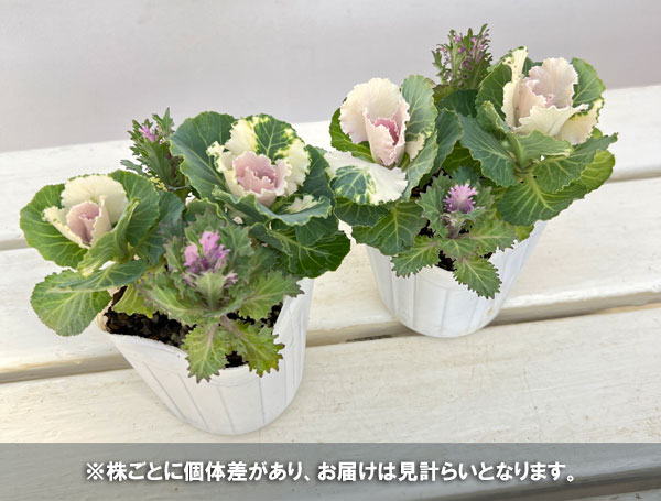 ハボタン:ラッフルバニラ&フェザーホワイト4本仕立て3号ポット