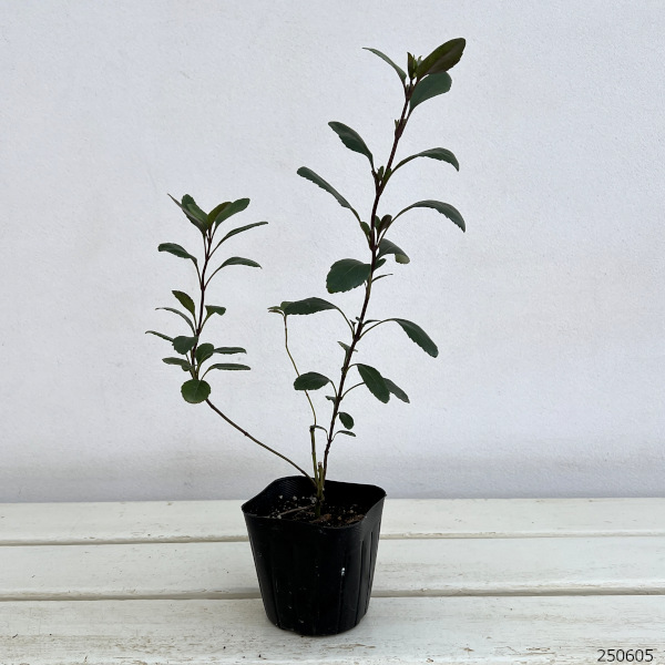 サルビア:ブキャナニー3号ポット