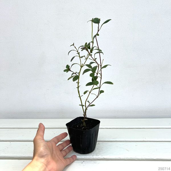 サルビア:ブキャナニー3号ポット