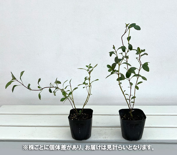 サルビア:ブキャナニー3号ポット