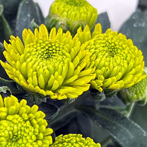 （わけあり特価）ガーデンマム・ヴェルディッシモ 3.5号ポット