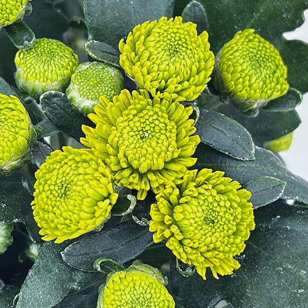 （わけあり特価）ガーデンマム・ヴェルディッシモ 3.5号ポット