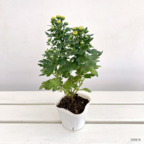 ガーデンマム・ジェリーフィッシュ コーラル 3.5号ポット