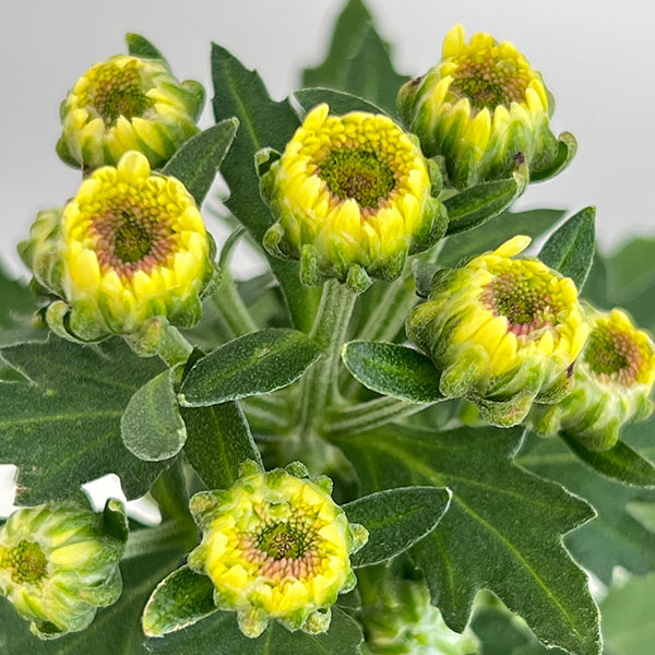 ガーデンマム・ジェリーフィッシュ コーラル 3.5号ポット