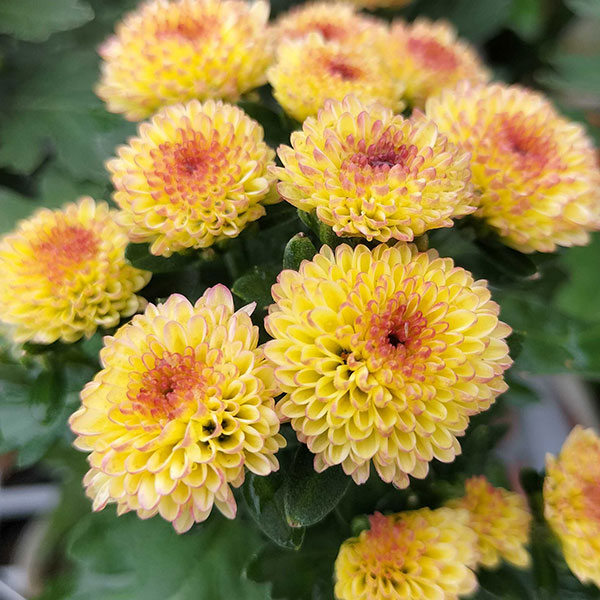 ガーデンマム・ジェリーフィッシュ コーラル 3.5号ポット