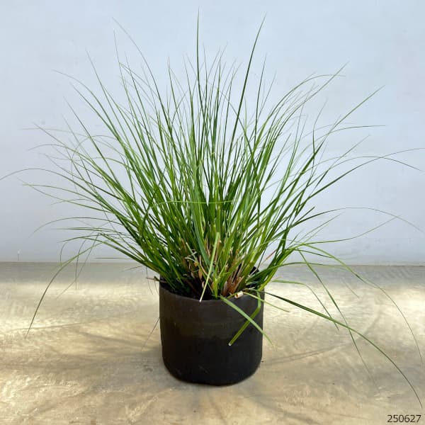 パンパスグラス：タイニーパンパス8号鉢植え