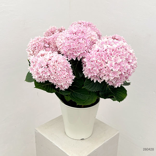 アジサイ：響（ひびき）ピンク5号鉢植え