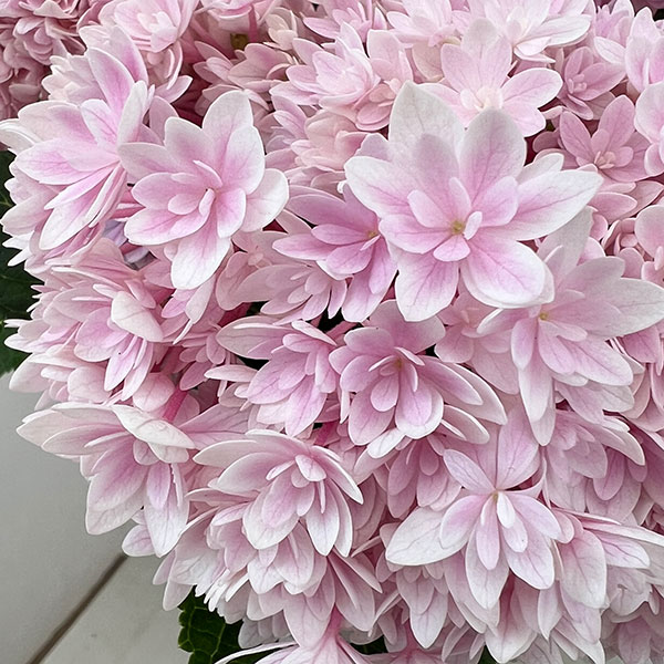 アジサイ：響（ひびき）ピンク5号鉢植え