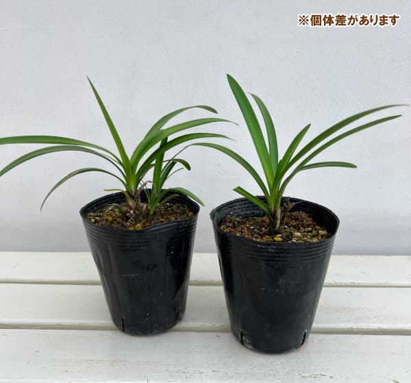アガパンサス:ファイヤーワークス4号ポット