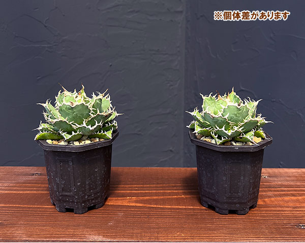 [ザ・ファームセレクト]アガベ：チタノタ フィリグリー　 3号鉢植え