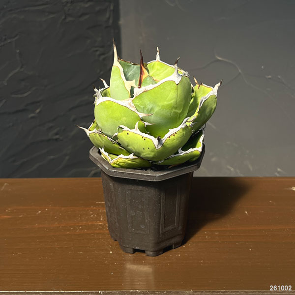 園芸ネット本店｜アガベ：ジャガーノート 3号鉢植え の通販【公式】