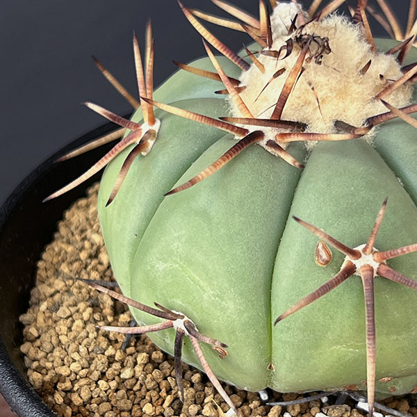 サボテン　エキノカクタス　太平丸 Echinocactus horizonthalonius【エキノカクタス・太平丸・実生
