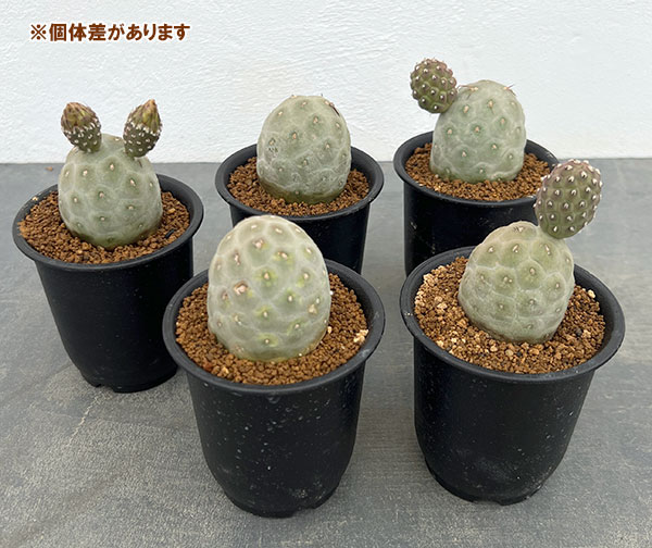 サボテン：テフロカクタス ゲオメトリクス（ナラシノ）3号ポット