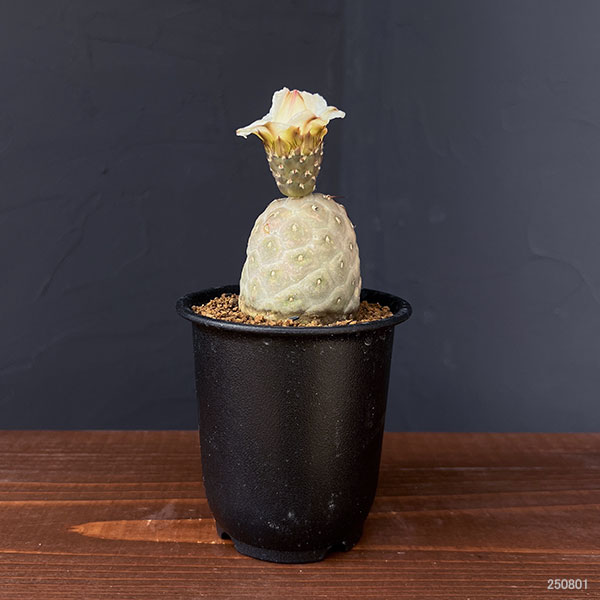 C*y様 テフロカクタス　ゲオメトリクス 特大　サボテン　柱サボテン　多肉植物 55fa02fa68fbafb6480c0fbda26bb9
