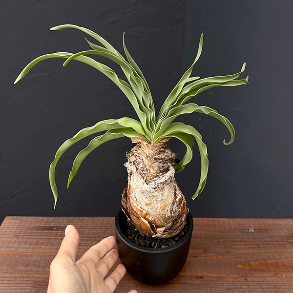 [ザ・ファームセレクト]ブーファン：ディスティチャ　4号鉢植え*