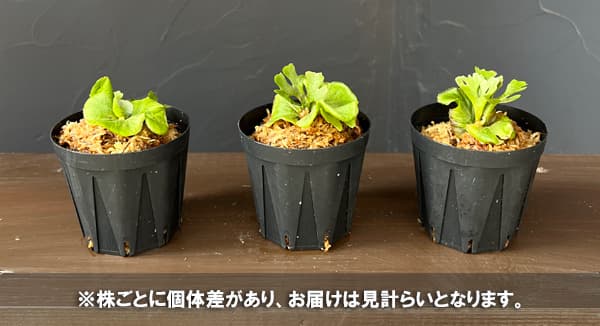 ビカクシダ(コウモリラン):リドレイドワーフシルバー(TC苗)2号ポット