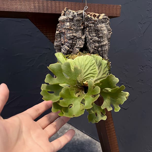 ビカクシダ リドレイ 小型 板付け コウモリラン】小型｜ビカクシダ・リドレイ 板付け｜観葉植物