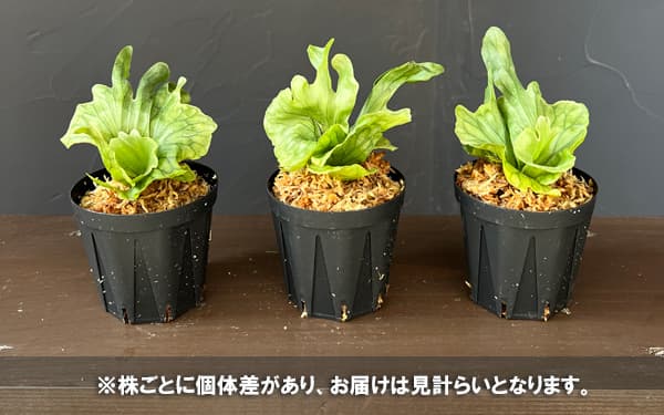 ビカクシダ(コウモリラン):ワンダエ ドワーフ 2.5号ポット