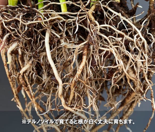 テルノソイル 5リットル