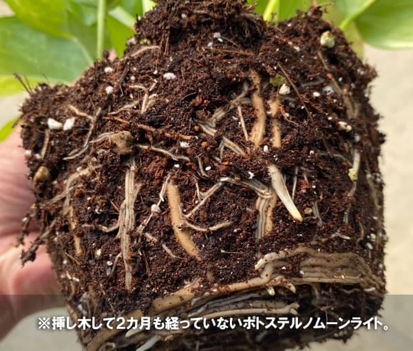 テルノソイル 5リットル