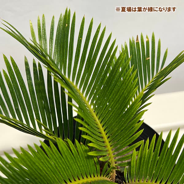 [ザ・ファームセレクト]ソテツ：黄金ソテツ　5号25-01