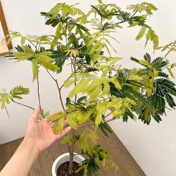 エバーフレッシュ 8号