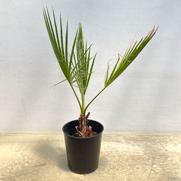 ワシントンヤシ(ワシントニア)7号鉢植え