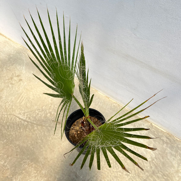 ワシントンヤシ(ワシントニア)7号鉢植え