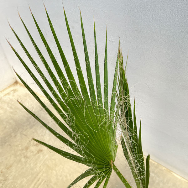 ワシントンヤシ(ワシントニア)7号鉢植え