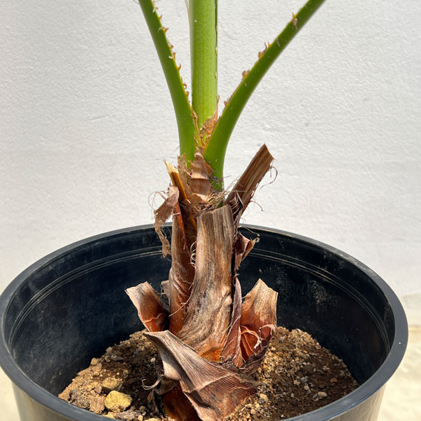 ワシントンヤシ(ワシントニア)7号鉢植え